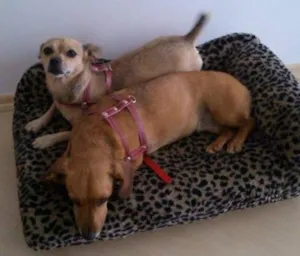 Cachorro raça Dachshund com vira lata idade 4 anos nome Shakira e Sophia