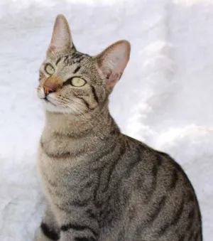 Gato raça SRD idade 1 ano nome Jordan (quase o Mic