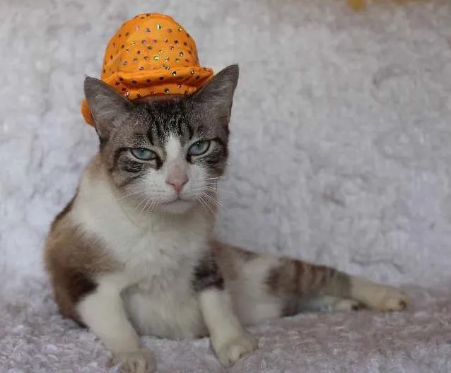 Gato ra a SRD idade 4 anos nome Rubi, o precioso!