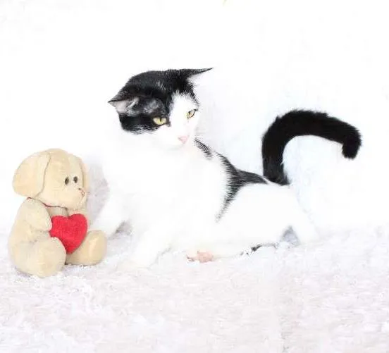 Gato ra a SRD idade 2 anos nome SARA LEE! A divertida!