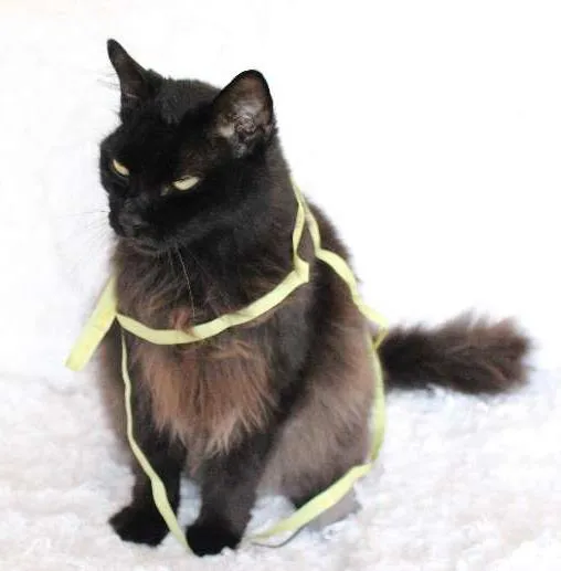 Gato ra a SRD idade 2 anos nome Sereno, o tranquilo!