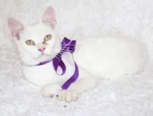 Gato raça SRD idade 7 a 11 meses nome Linda Isis