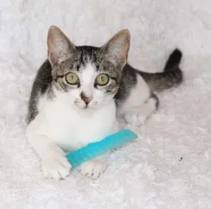 Gato raça SRD idade 2 a 6 meses nome Christian, Charmosí