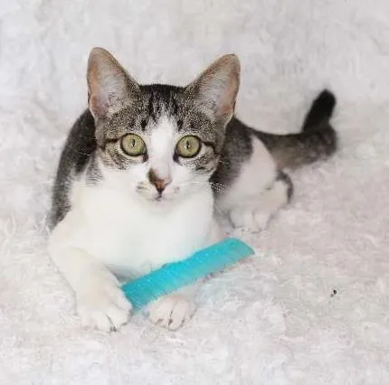 Gato ra a SRD idade 2 a 6 meses nome Christian, Charmosí