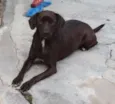 Pretinha