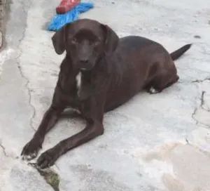 Cachorro raça Viralata idade 2 anos nome Pretinha