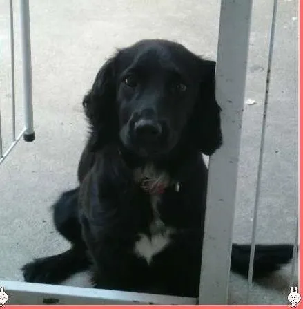 Cachorro ra a Misturada Coker com poodle idade 1 ano nome Marley