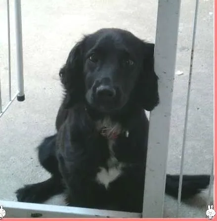 Cachorro ra a Misturada Coker com poodle idade 1 ano nome Marley