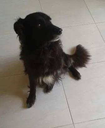 Cachorro raça Cusco idade 6 ou mais anos nome Boby