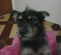 Cachorro ra a SRD idade 2 anos nome Neymar