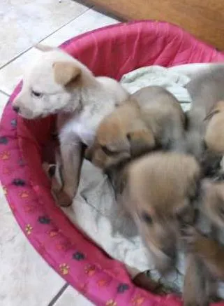 Cachorro raça NÃO DEFINIDA idade Abaixo de 2 meses nome NATASCHA