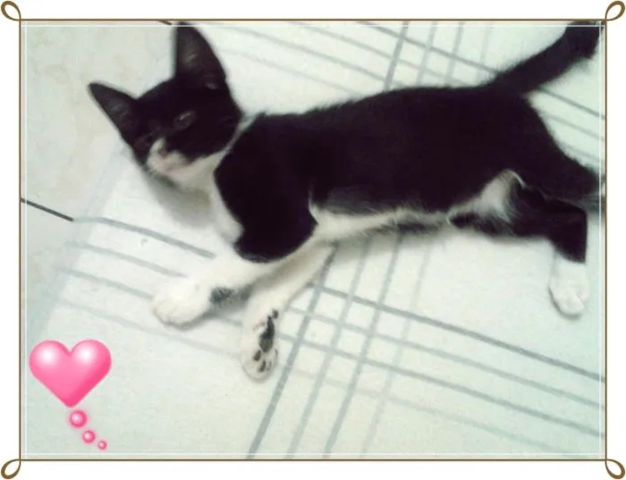 Gato ra a  idade 2 a 6 meses nome Sem Nome