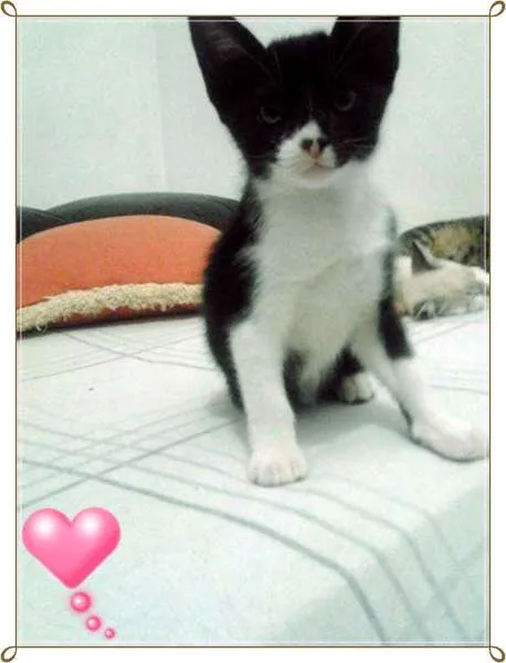 Gato ra a  idade 2 a 6 meses nome Sem Nome