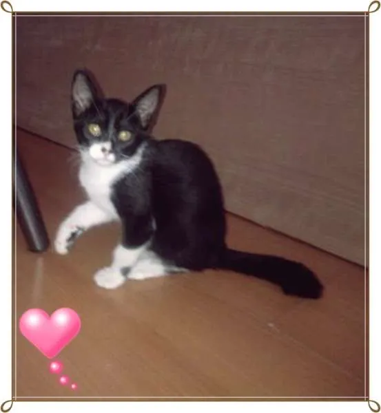 Gato ra a  idade 2 a 6 meses nome Sem Nome