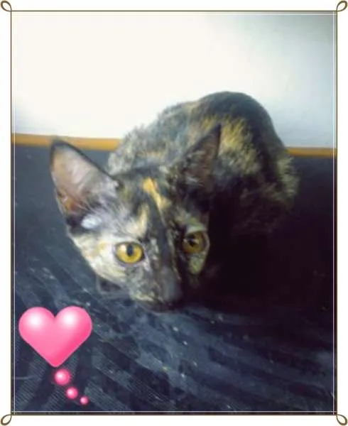Gato ra a  idade 2 a 6 meses nome Sem Nome