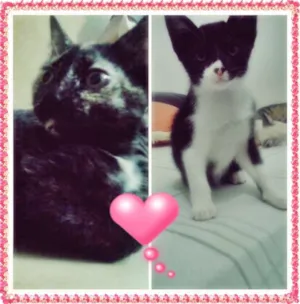 Gato raça  idade 2 a 6 meses nome Sem Nome