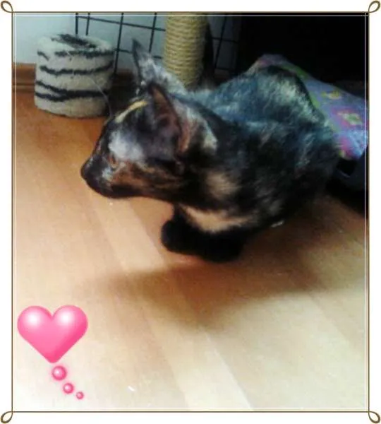 Gato ra a  idade 2 a 6 meses nome Sem Nome