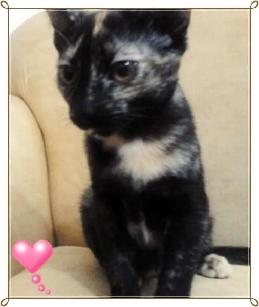 Gato ra a  idade 2 a 6 meses nome Sem Nome