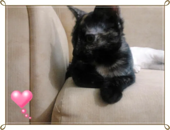Gato ra a  idade 2 a 6 meses nome Sem Nome