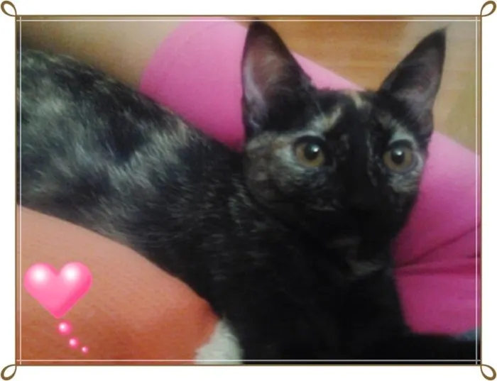 Gato ra a  idade 2 a 6 meses nome Sem Nome