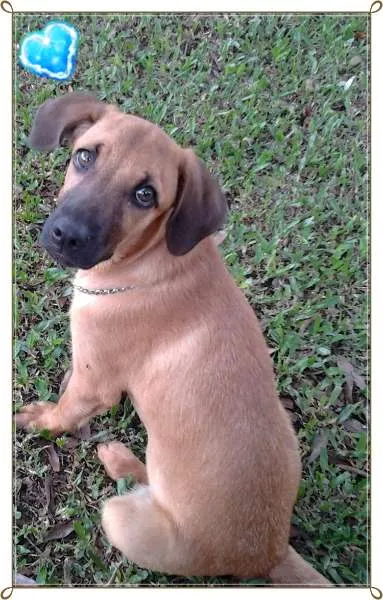Cachorro ra a SRD idade 7 a 11 meses nome Charlie