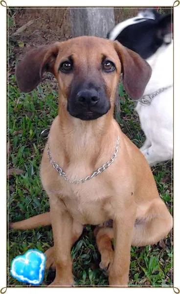 Cachorro ra a SRD idade 7 a 11 meses nome Charlie