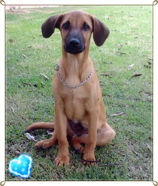 Cachorro ra a SRD idade 7 a 11 meses nome Charlie