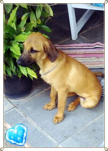 Cachorro ra a SRD idade 7 a 11 meses nome Charlie