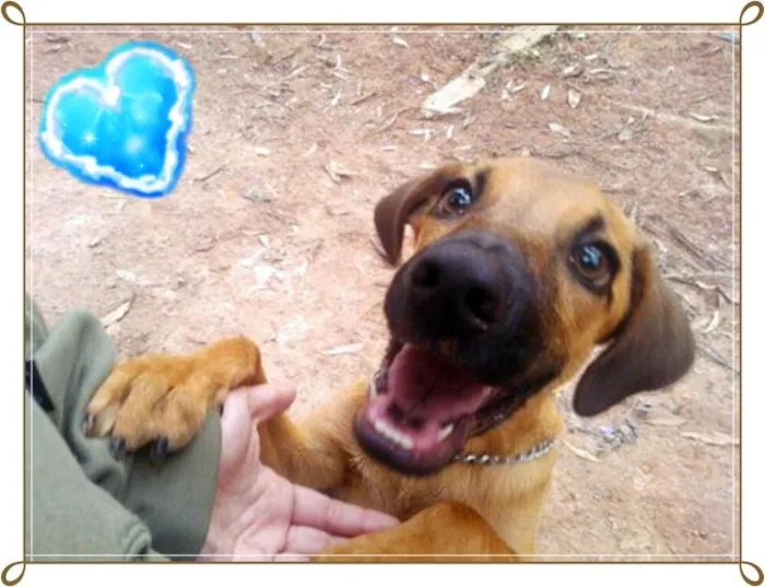Cachorro ra a SRD idade 7 a 11 meses nome Charlie