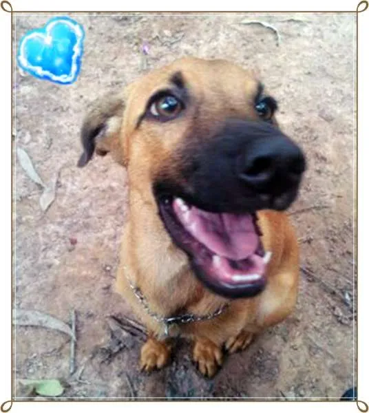 Cachorro ra a SRD idade 7 a 11 meses nome Charlie