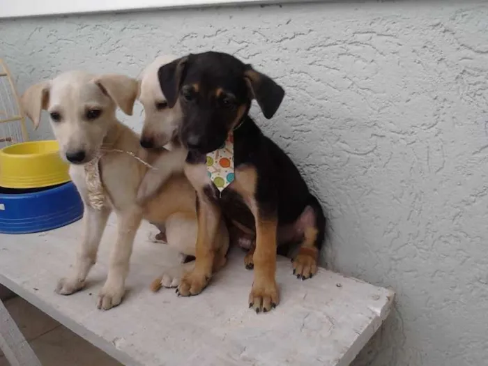 Cachorro ra a Sem raça definida idade 2 a 6 meses nome Branquinho/Pretinho
