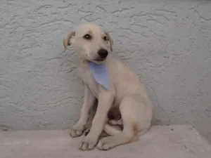 Cachorro raça Sem raça definida idade 2 a 6 meses nome Branquinho/Pretinho