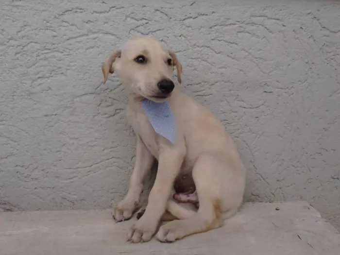 Cachorro ra a Sem raça definida idade 2 a 6 meses nome Branquinho/Pretinho