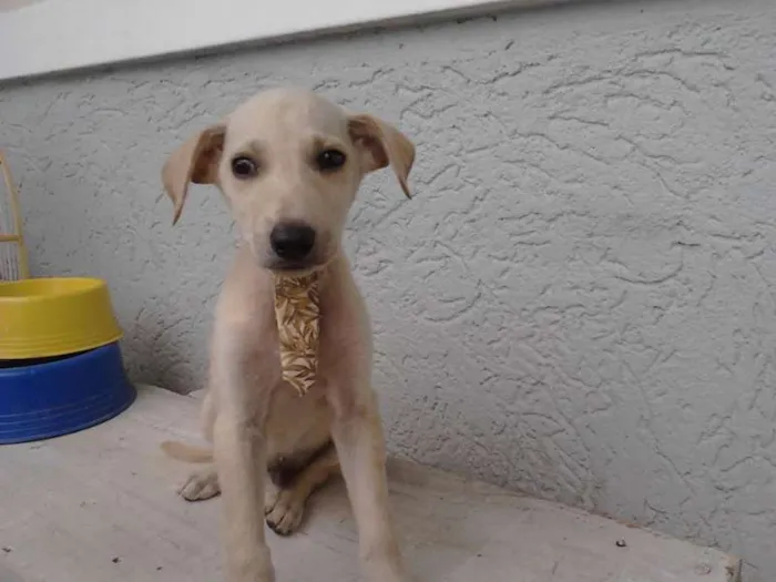 Cachorro ra a Sem raça definida idade 2 a 6 meses nome Branquinho/Pretinho