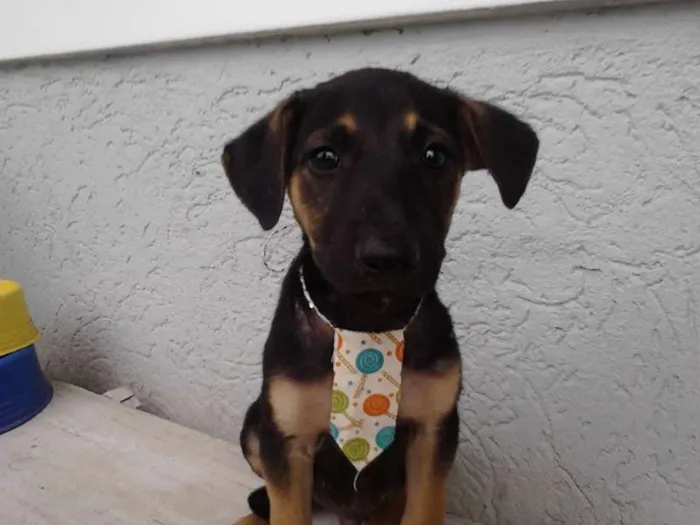 Cachorro ra a Sem raça definida idade 2 a 6 meses nome Branquinho/Pretinho