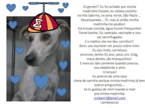 Cachorro raça SRD idade 1 ano nome Galack