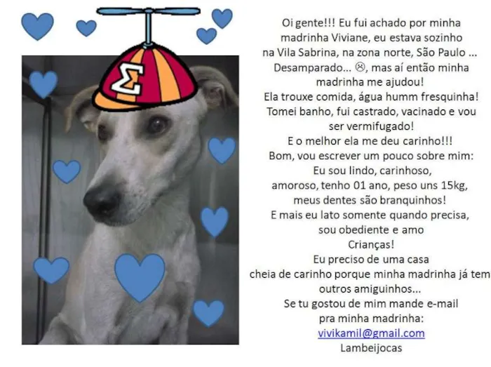 Cachorro ra a SRD idade 1 ano nome Galack
