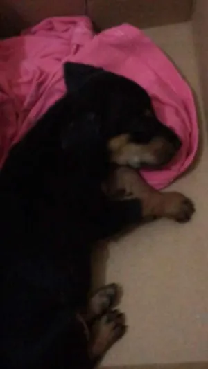Cachorro raça SRD idade Abaixo de 2 meses nome nina