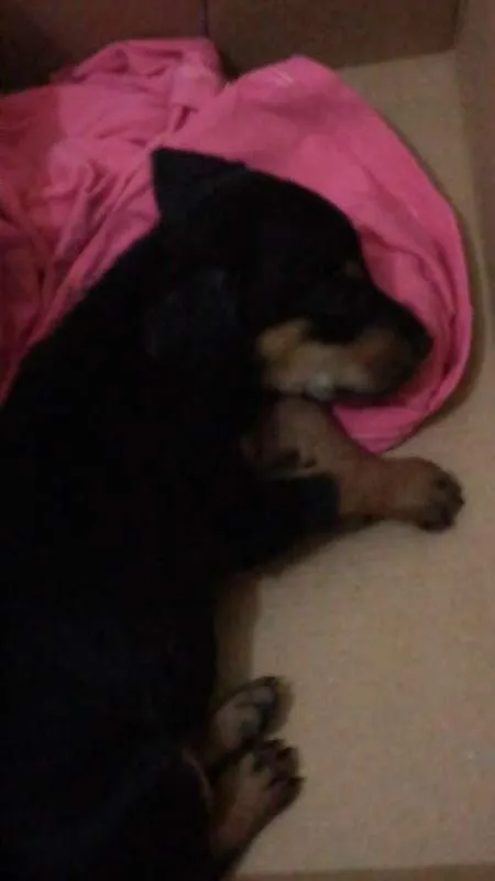 Cachorro ra a SRD idade Abaixo de 2 meses nome nina