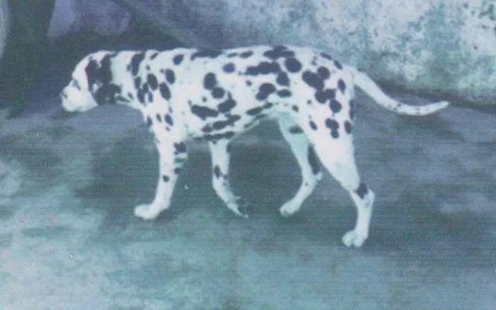 Cachorro ra a Dálmata idade 4 anos nome Shayra