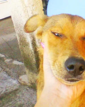 Cachorro raça SRD idade  nome Linda Menina