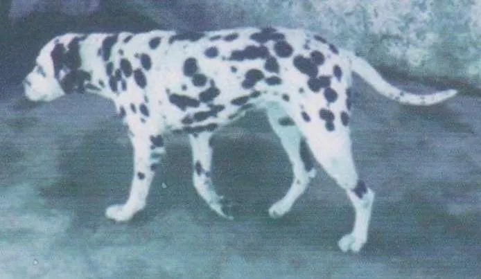 Cachorro ra a Dálmata idade 4 anos nome Shayra