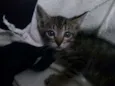 Linda Gatinha