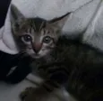 Linda Gatinha