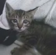 Linda Gatinha