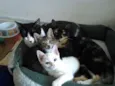 Bart, Maya, Penny e