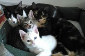 Gato raça SRD idade 1 ano nome Bart, Maya, Penny e