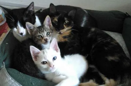 Gato ra a SRD idade 1 ano nome Bart, Maya, Penny e