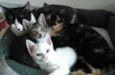 Bart, Maya, Penny e