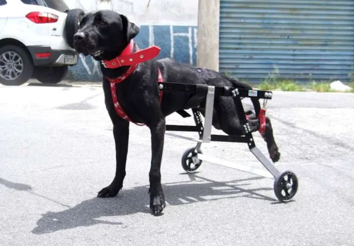 Cachorro ra a SRD idade 1 ano nome Negão 
